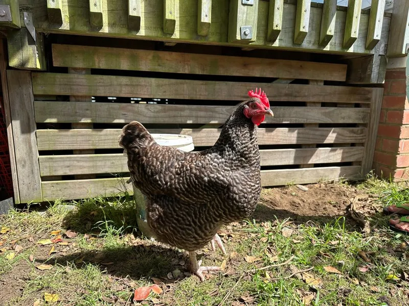 Chicken