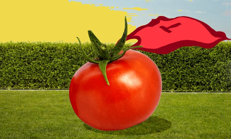 tomatos.png