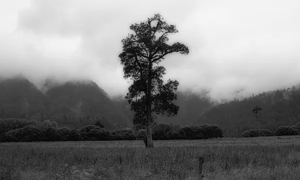 KAHIKATEA.jpg