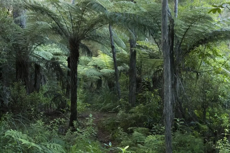 native bush green and dark and cool and inviting