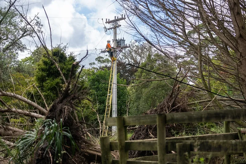 Big tangled trees and one is dramatically uprooted, there are branches all over the place. in the middle is a single tall grey pole and a person in orange up a long way, fixing something (we don't know what, we'll leave it to the experts. it looks exciting and gloomy and mundane all at once...
