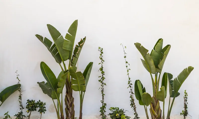 PALMSS.jpg