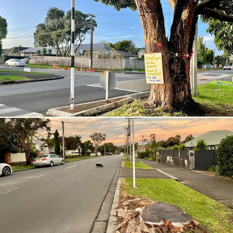 Meola Road felled trees.