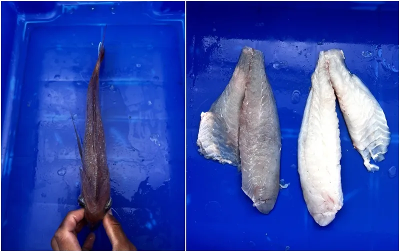 snapper affected by muscular atrophy, showing concave forehead. Mushy white fleshed snapper compared to normal flesh.