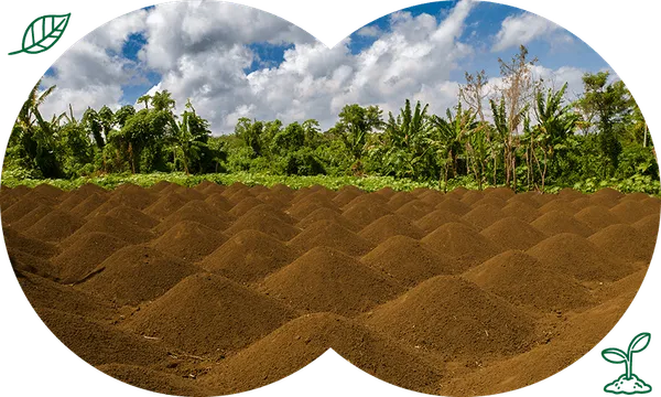 Lush-soil-patch.png