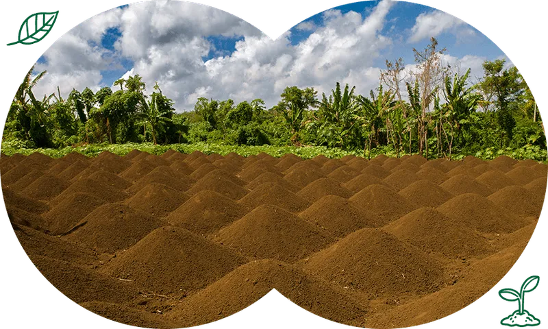 Lush-soil-patch.png