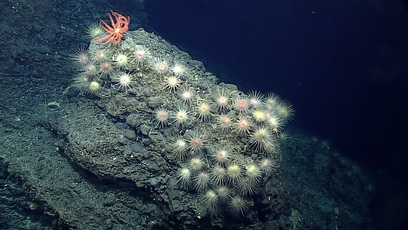 dark water and some weird spiky underwater animals clinging to a rock