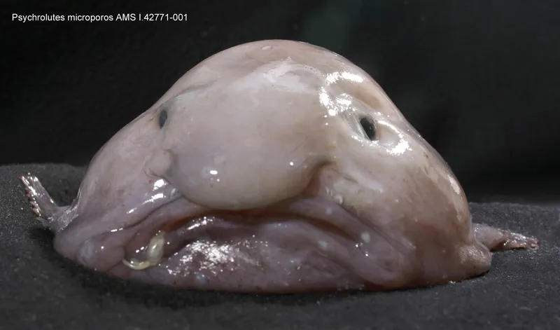 Ichthyology