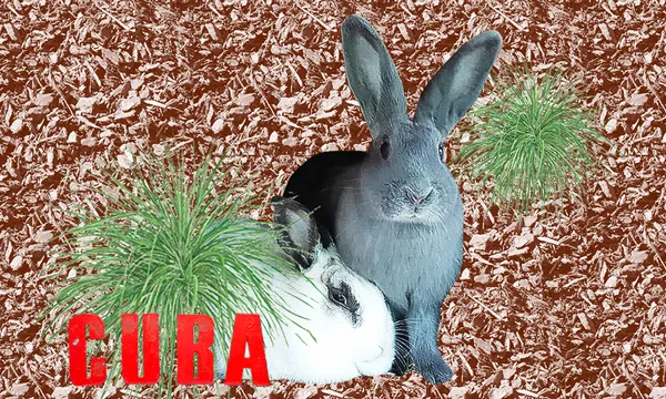 FeatureImage_BunnyTherapy.png