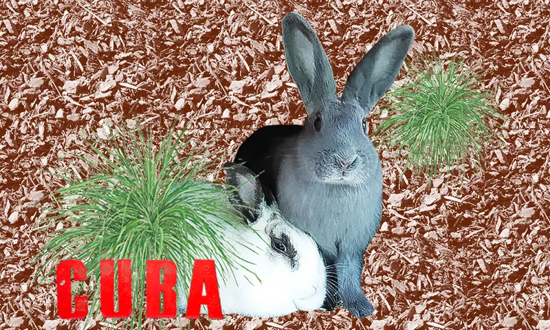 FeatureImage_BunnyTherapy.png