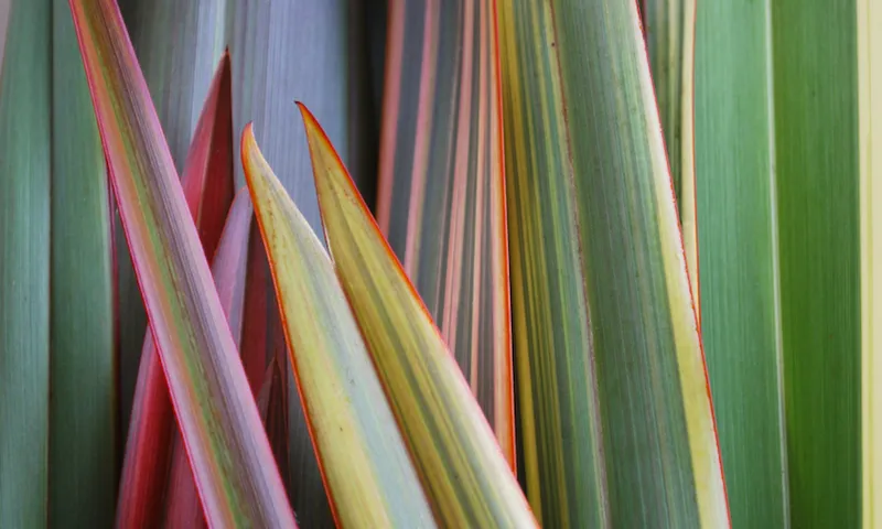 A close-up of the leaves of a harakeke