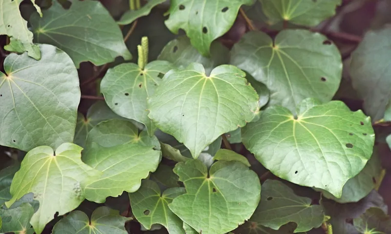 Photograph of heart-shaped green leaves with holes (kawakawa plant)