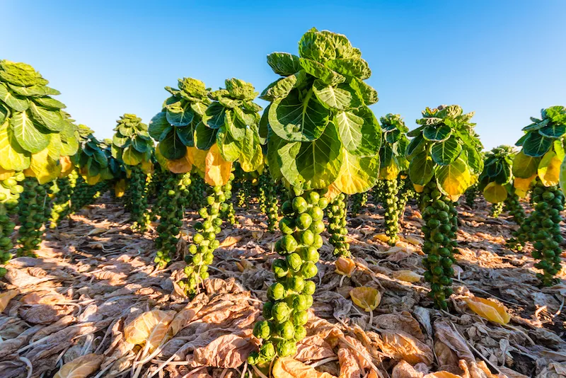 A field of Brussels sprouts plants. Individual Brussels sprouts cling to the central stalk which is topped with a mass of leaves.