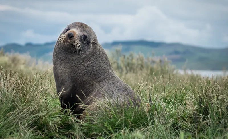 New Zealand Fur Seal