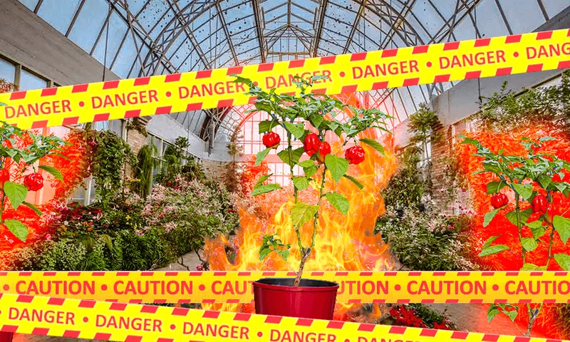HotChillies.png
