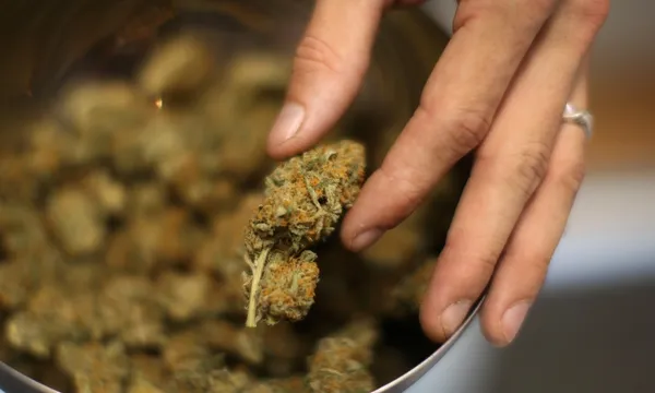 cannabis being handled at a dispensary getty