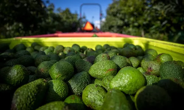 avos.jpg