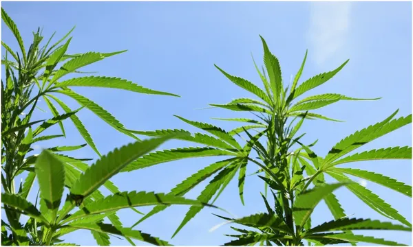 marijuana plants agains a blue sky