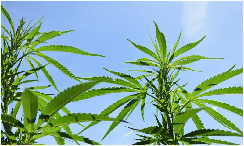 marijuana plants agains a blue sky