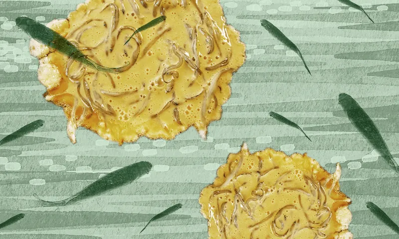 lots of fish swiming superimposed on whitebait fritters