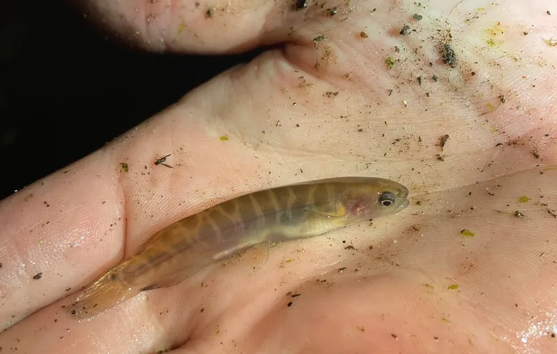 a hand with a stribey little brown fish on in