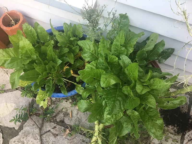 spinach in pots