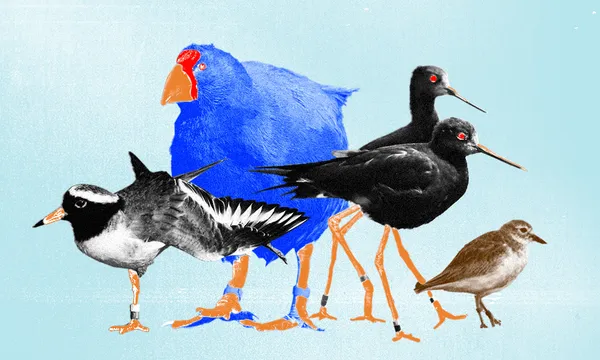 FeatureImage_BirdOfTheCentury.png