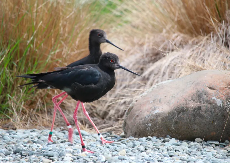 Kakī legs: the same colour as Cane’s red card.