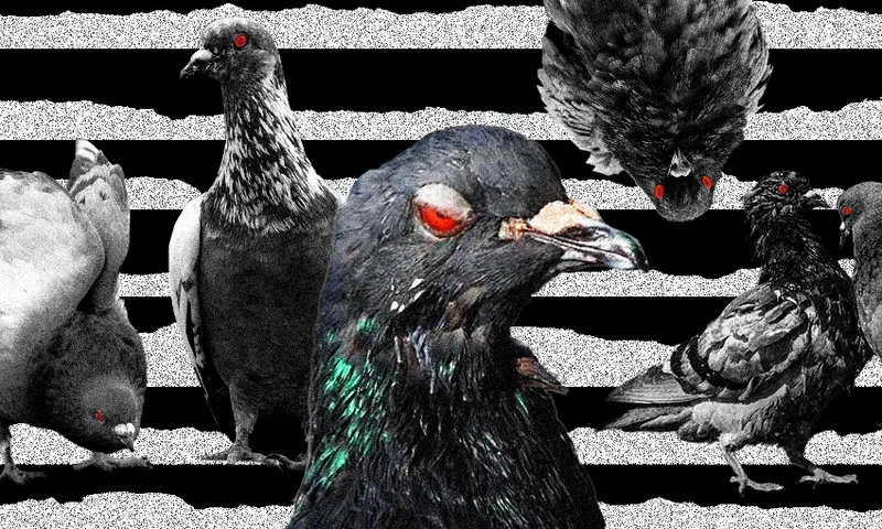 FeatureImage_PigeonRanking.png