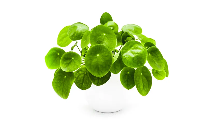pilea peperomioides