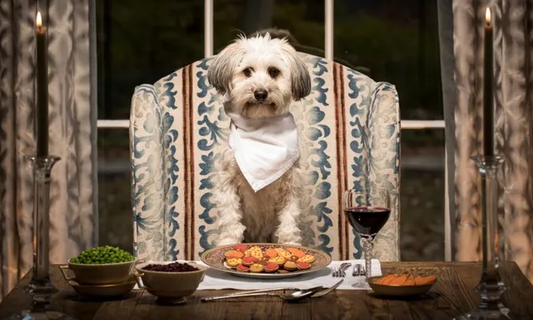 Dog at table