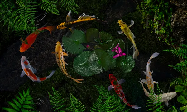 Koi fish in a pond