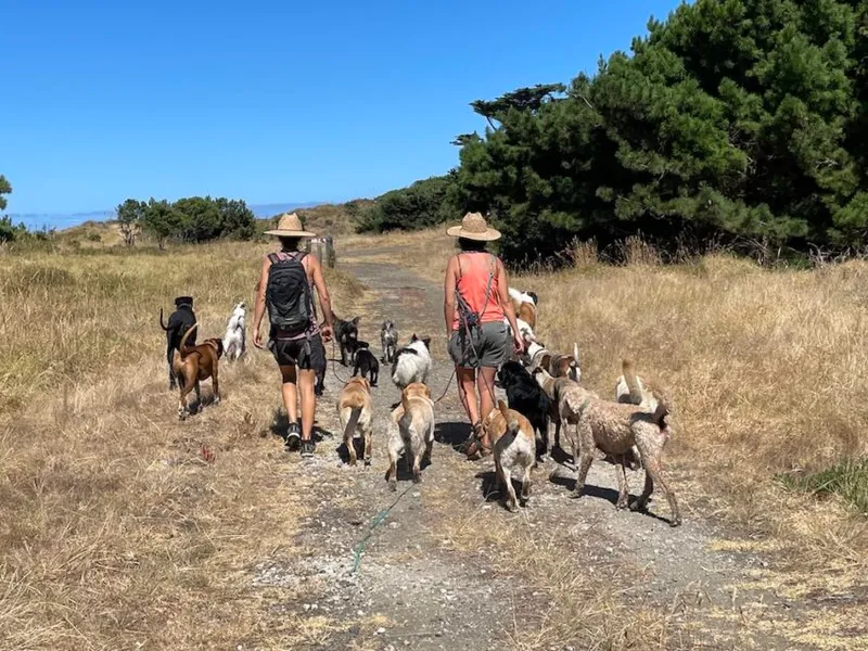 Dog walking