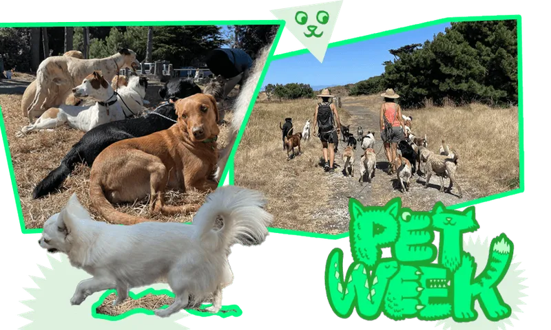 Dog walking