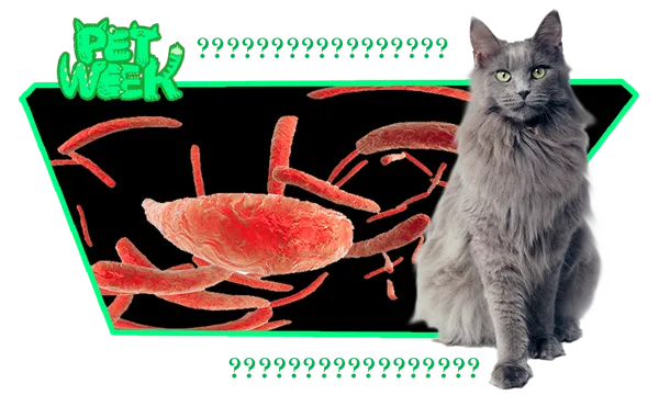 PW_toxoplasmosis-CATS