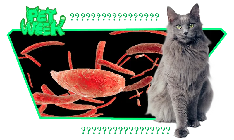 PW_toxoplasmosis-CATS
