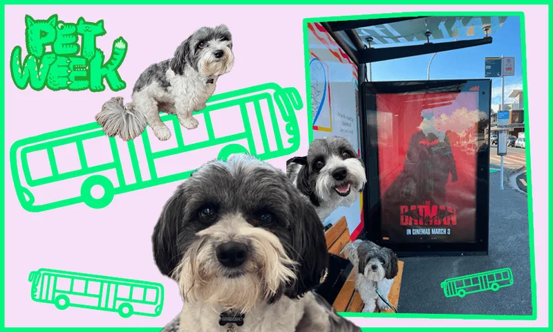 Dogs-on-bus