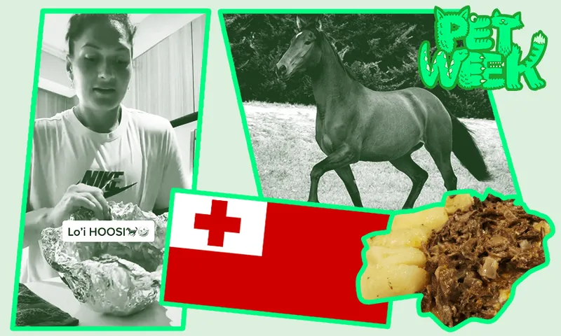 Tonga Horse Meat