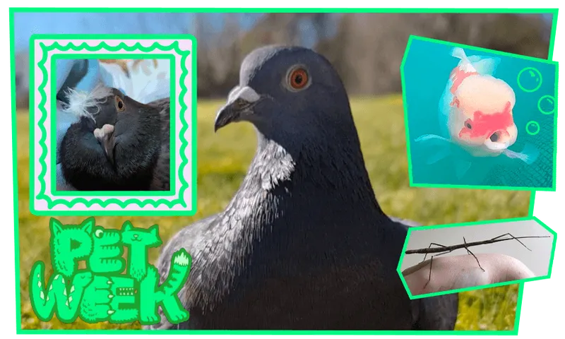 PW_alsorts-of-pets