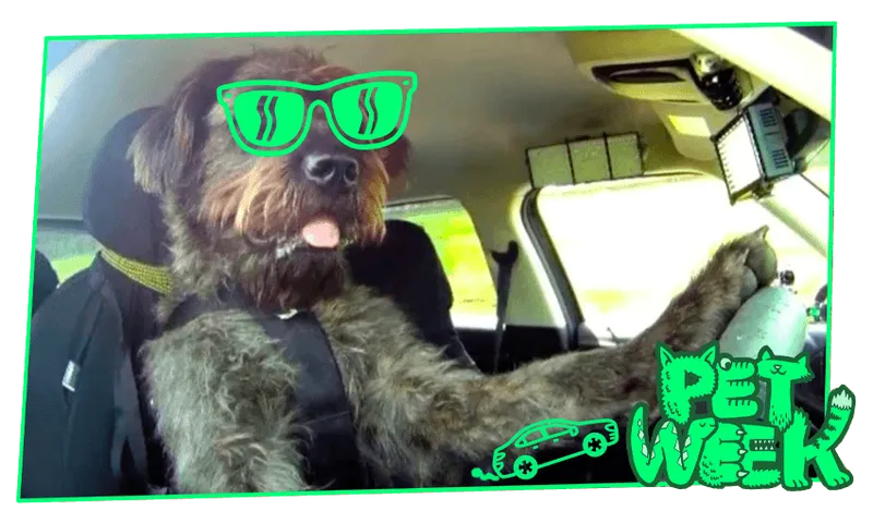 PW_Dog-driving