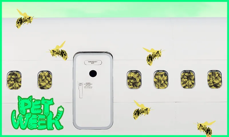 FeatureImage_PlaneBees