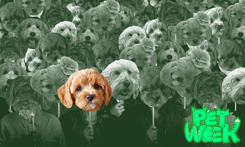 FeatureImage_Oodles