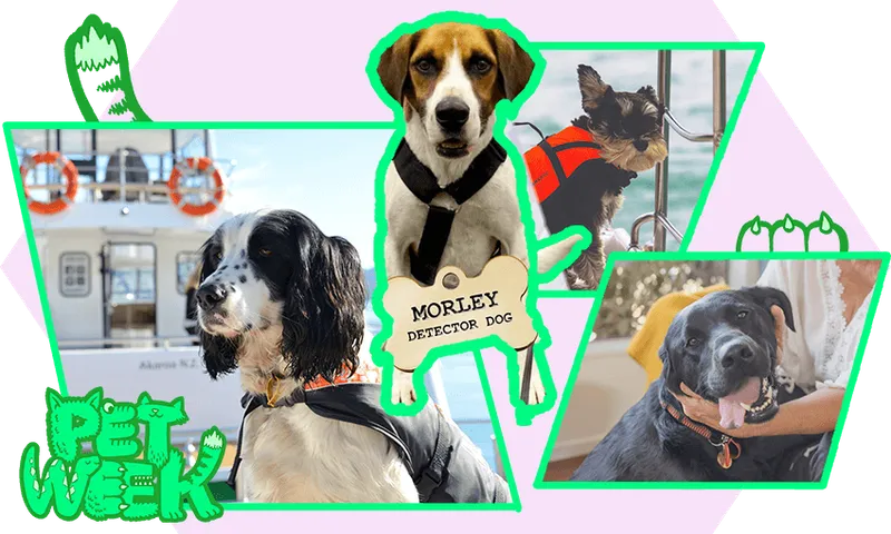 FeatureImage_BossDogs