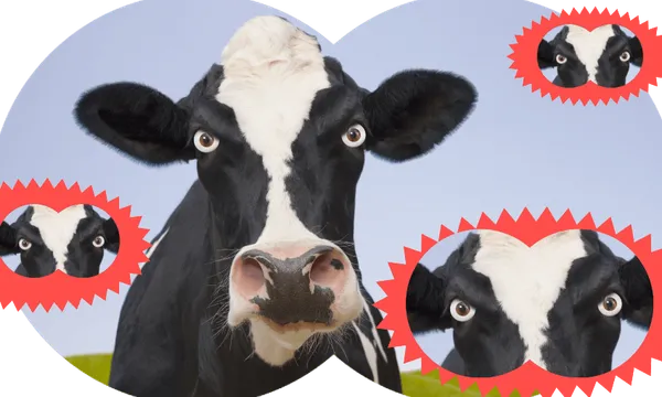 Cow