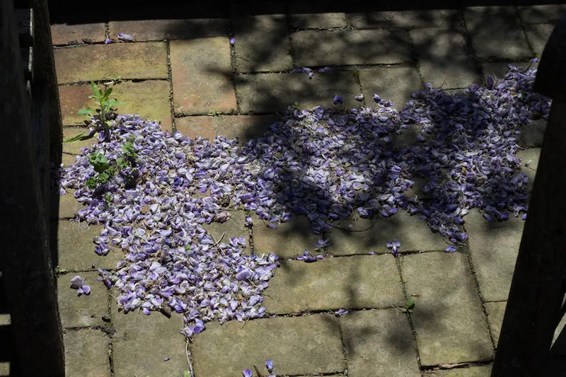 Jacaranda flowers fallen on bricks. The tree's shadow falls across them.