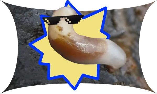 A b