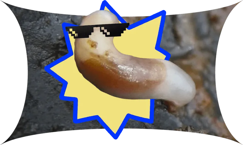 A b