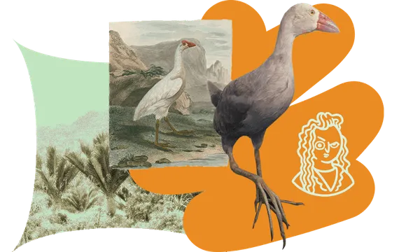 FeatureImage_PalePukeko.png