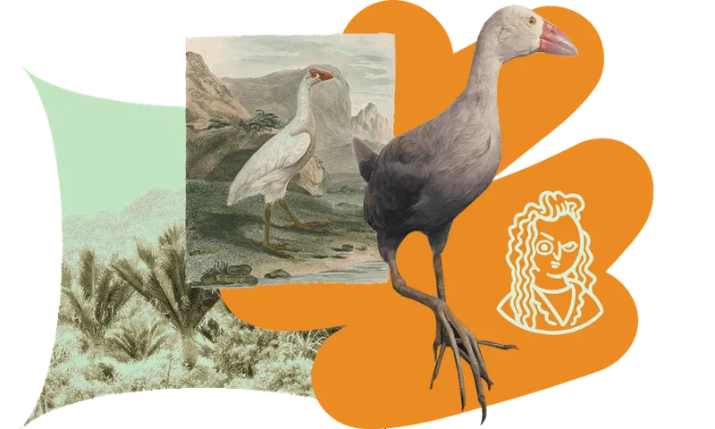 FeatureImage_PalePukeko.png