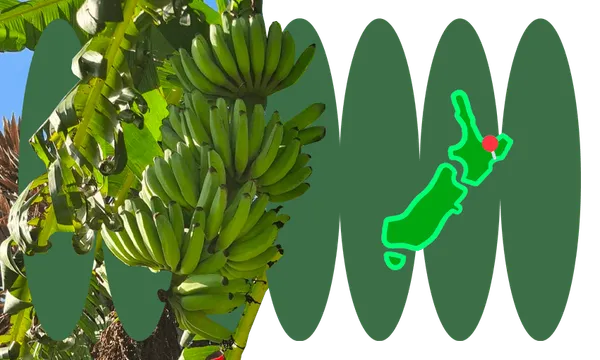 GizzyBananas.png
